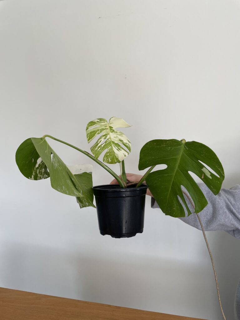 Monstera albo cutting in planter