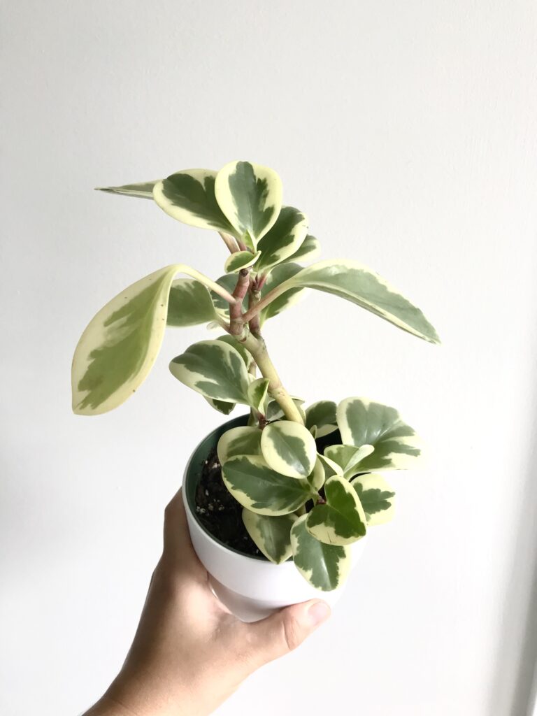 Variegated peperomia in small pot