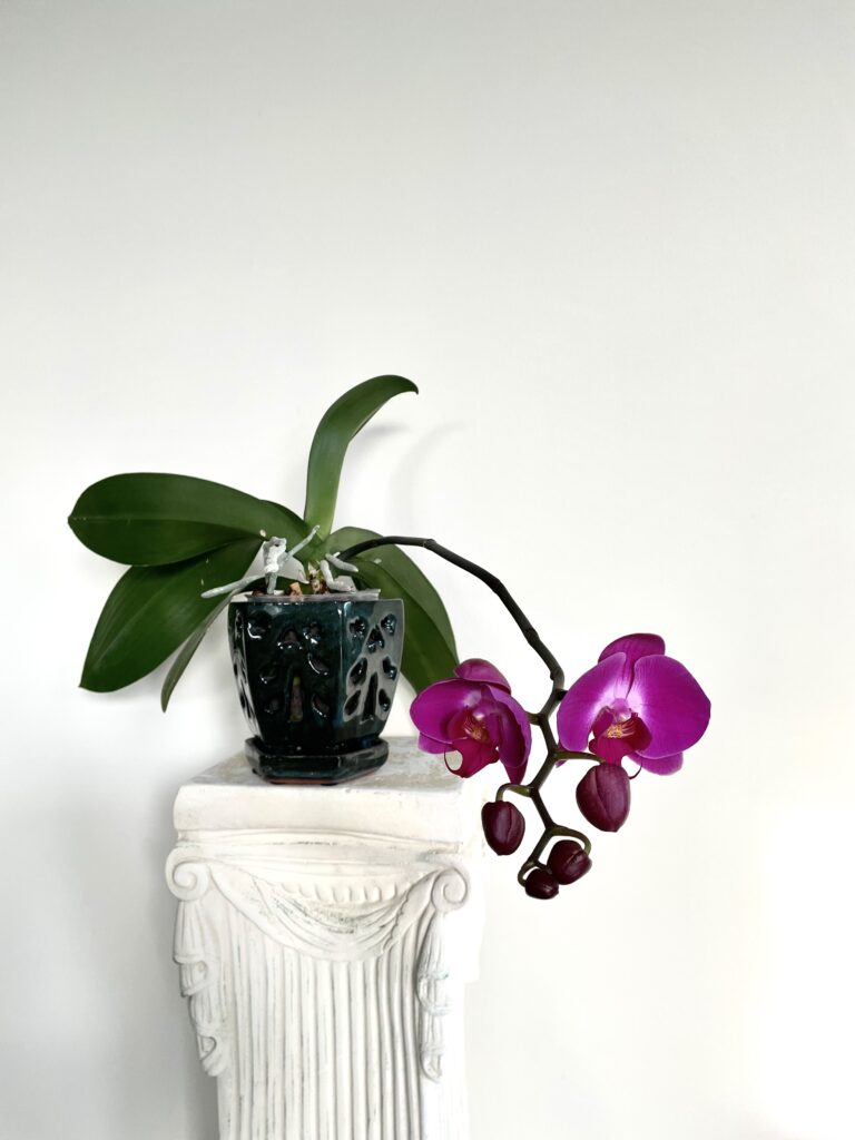 Purple orchid on pedestal