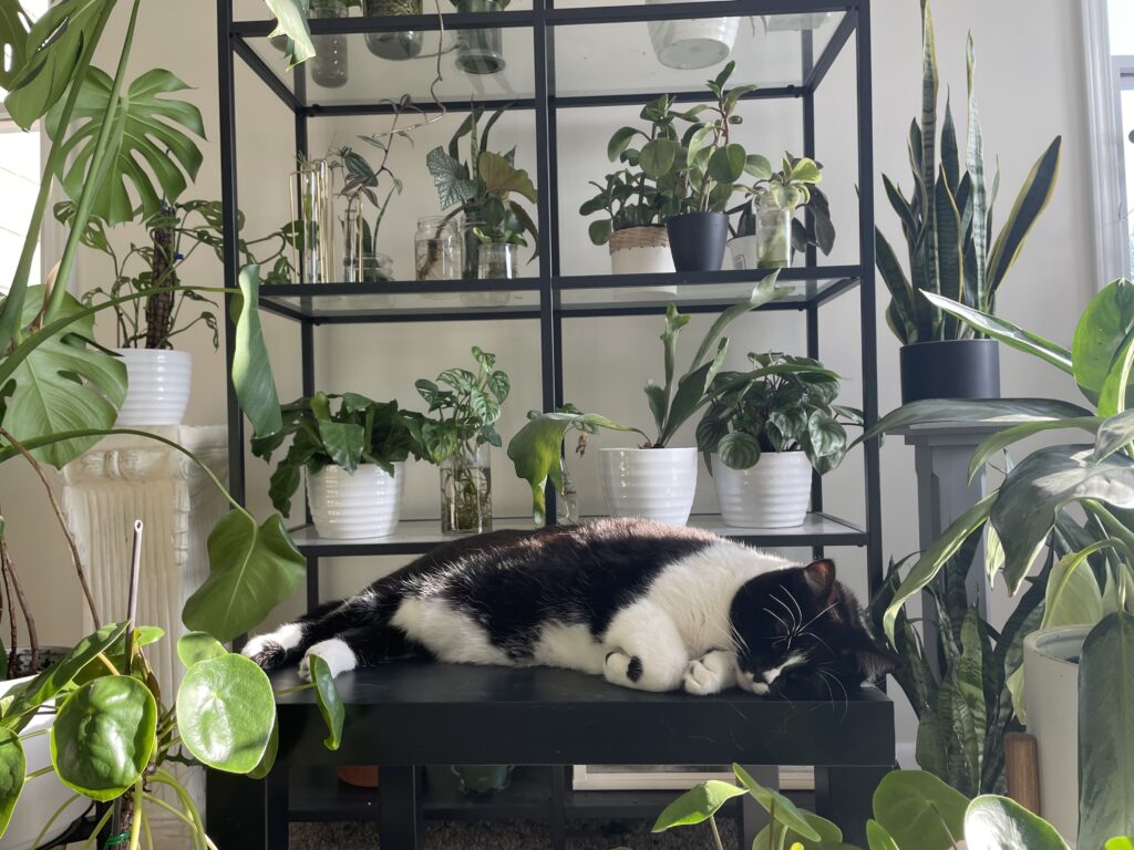 Cat with plants