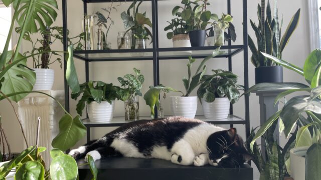 Cat with plants