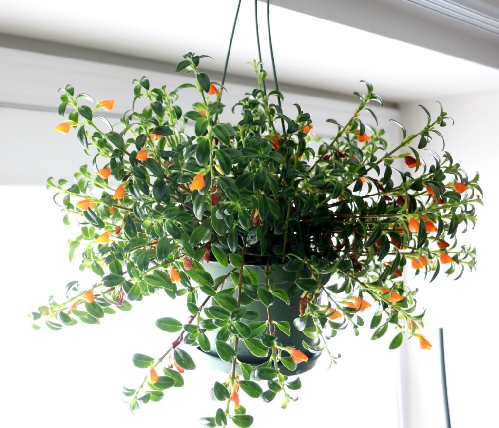Goldfish Plant, pet safe hanging plant 