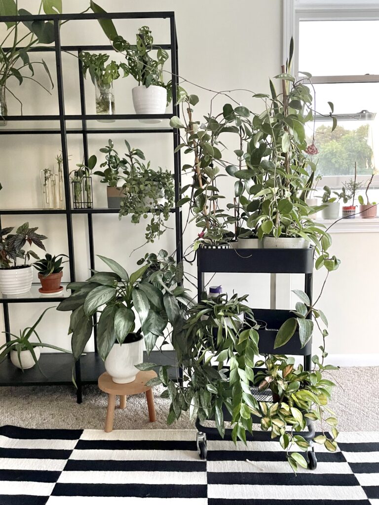 styling houseplants with bar cart and shelf