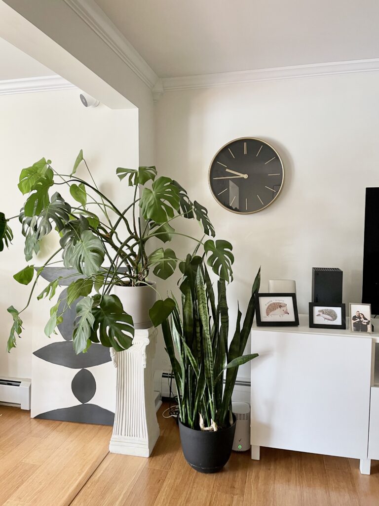 example of style houseplants with plant stand