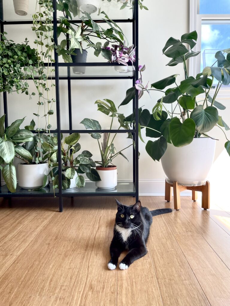 cat and plant shelf