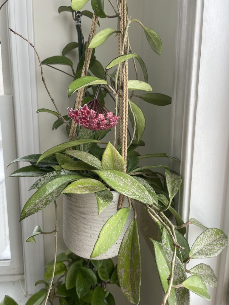 hoya in hanging planter