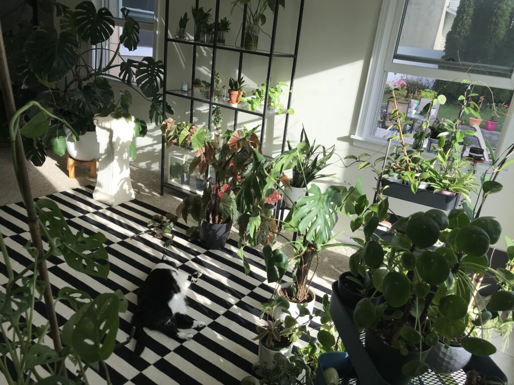 cat in houseplant jungle 